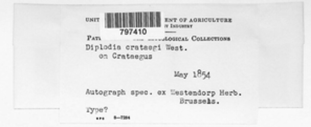 Diplodia crataegi image